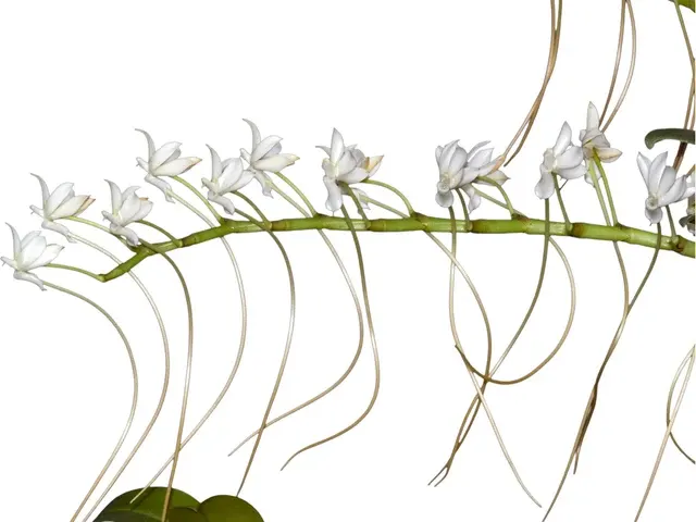 Aerangis ellisii (Aerangis)