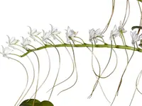 Aerangis ellisii