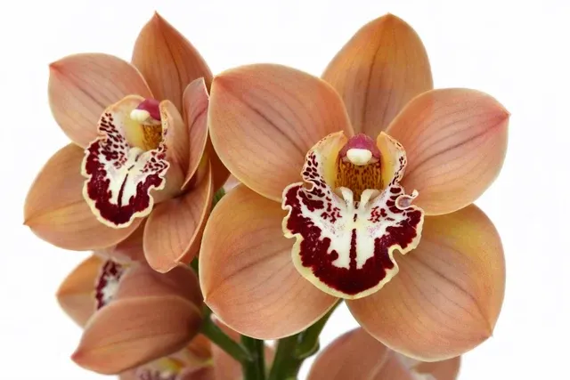 Cymbidium Spicy Khan 'Melon Wine' (Cymbidium)