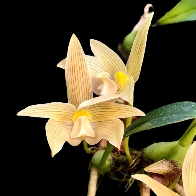Bulbophyllum siamensis