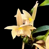 Bulbophyllum siamensis