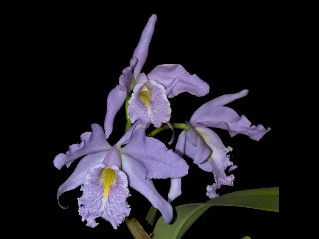 Cattleya maxima f coerulea 'Hector'