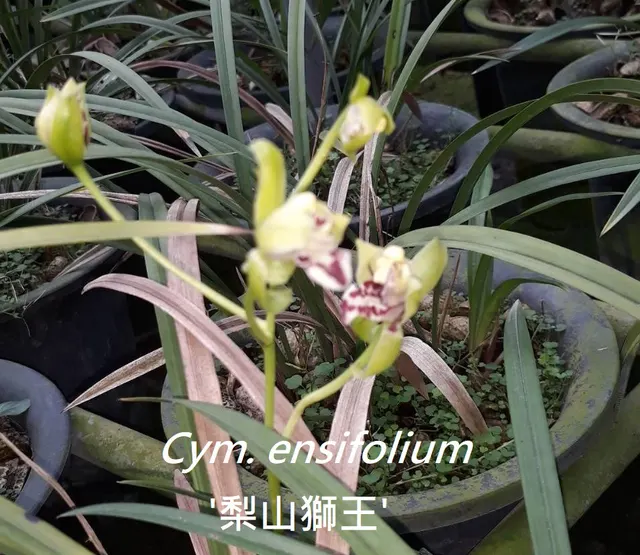 Cymbidium ensifolium 'Lishan Lion King' (Cymbidium)
