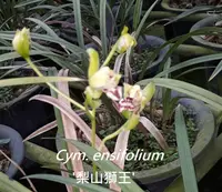 Cym. ensifolium 'Lishan Lion King' (CYME22) ( - - ensifolium )