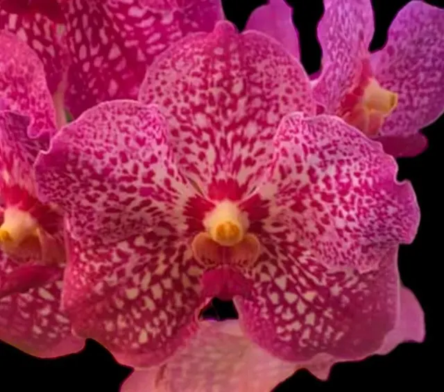 Vanda Kultana Principal