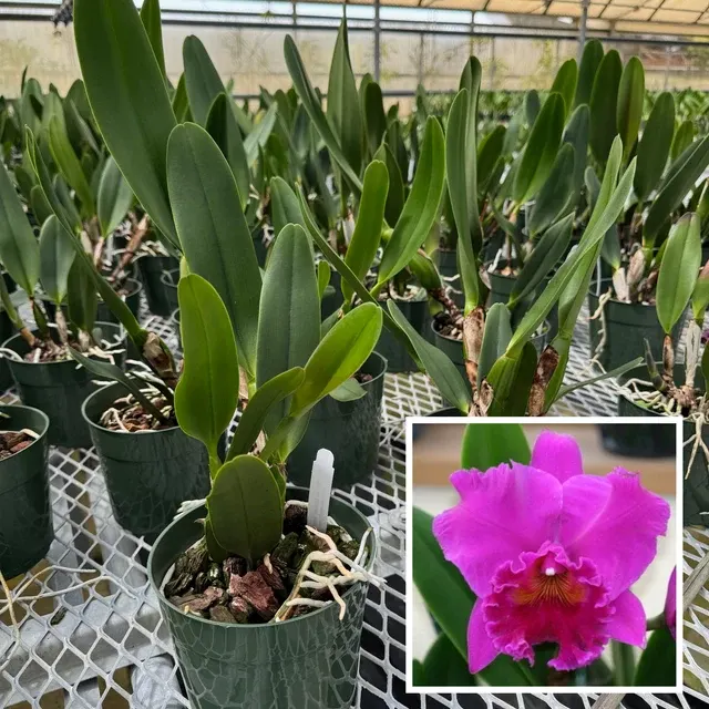 Rhyncholaeliocattleya Haruko Kanzaki 'Volcano Queen' (Rhyncholaeliocattleya)