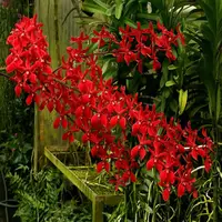 Renanthera Orchid Plant Storei - Bangkok Beauty Mature