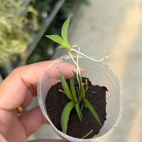 Oncidium hawkesiana (Oncidium)