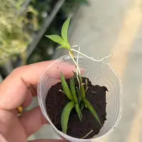 Oncidium hawkesiana 1.7"