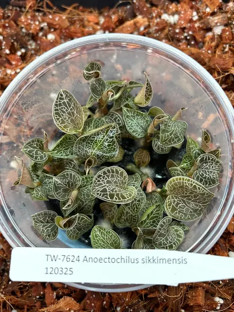 Anoectochilus sikkimensis (Anoectochilus)