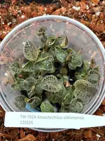 FLASK Anoectochilus sikkimensis JEWEL ORCHID