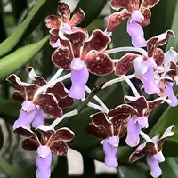Vanda Orchid Limbata Mature - Ready To Flower