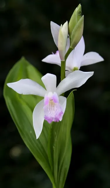 Bletilla striata 'Kuchibeni'