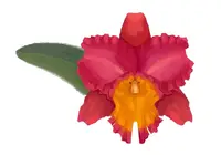 Cattleya Rlc. Orange Diamond ‘Throat of Gold’