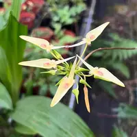 Bulbophyllum blepharistes