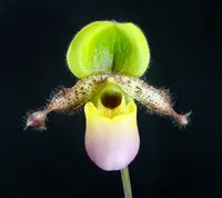 Paphiopedilum Pinocchio (primulinum x glaucophyllum)