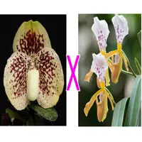Paph. godefroyae X Paph. papilio laoticus