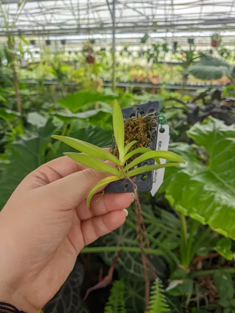 Schoenorchis gemmata (Schoenorchis)
