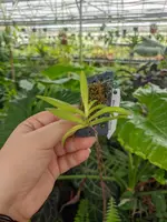 Schoenorchis gemmata