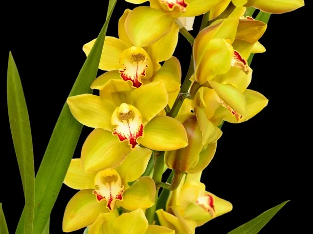 Cymbidium Santa Barbara Verde Cafe Ec (Cymbidium)