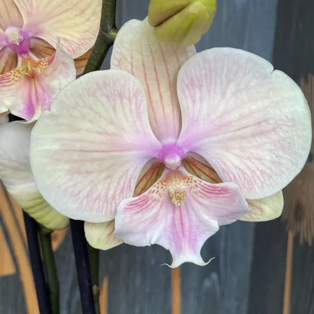 Phalaenopsis Sunset KizZ