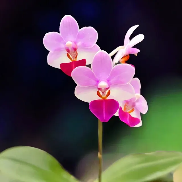 Phalaenopsis Liu MK' * Parfumat 'S Triprince'