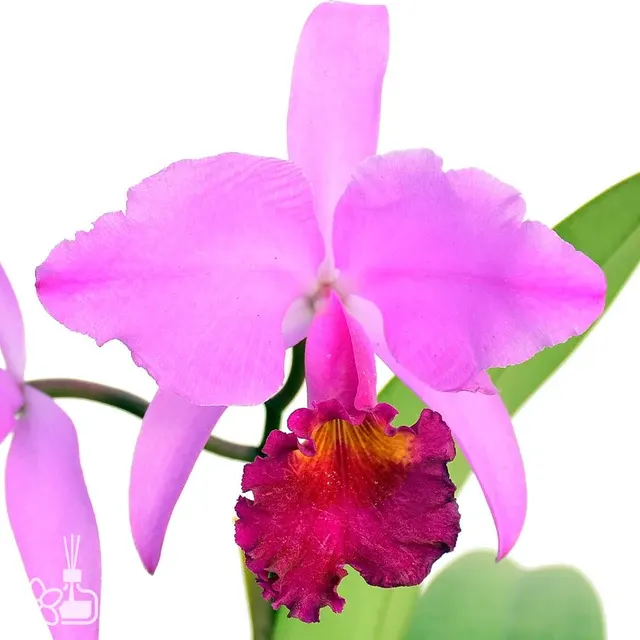Cattleya trianaei 'Michael 7A' x 'Sangre de Toro Dark Lip'