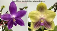Phalaenopsis Mori Java Prince