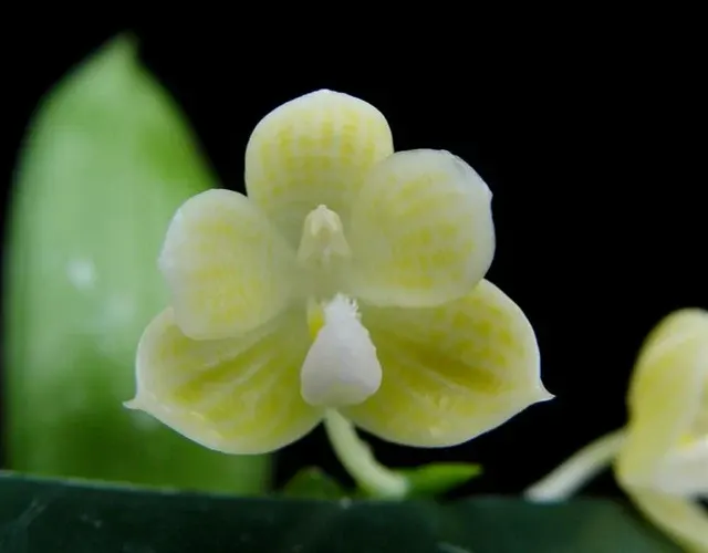 Phalaenopsis javanica f alba x