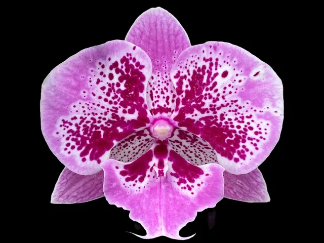 Phalaenopsis I-Hsin Dream Bubble