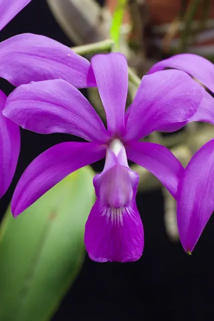 Cattleya walkeriana 'Big'