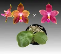 Phal. Bedford Nonpareil (Penang Girl 'Super Bloomer' x Princess Kaiulani)