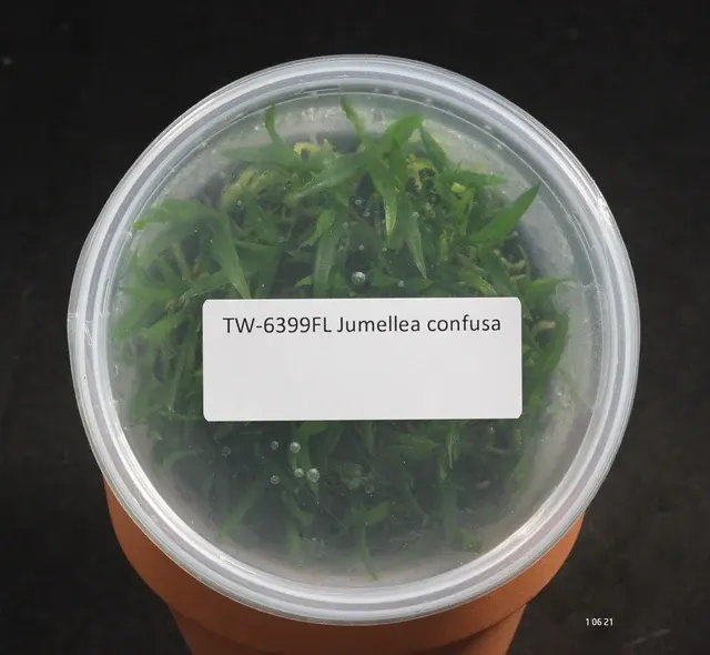 Jumellea Confusa (Jumellea)