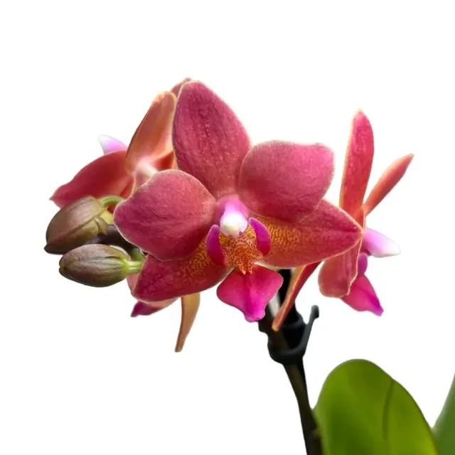 Phalaenopsis Goodnight Kiss Parfumata