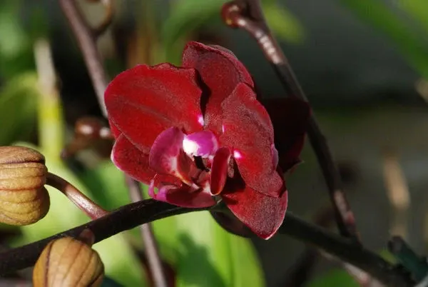 Phalaenopsis ELEGANT HAPPY ANGEL