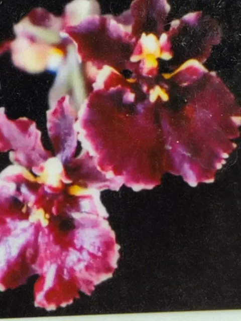 Tolumnia Jairak Firm Crimson (Tolumnia)