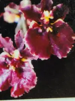 Tolumnia Jairak Firm Crimson