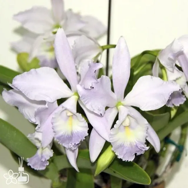 Cattleya Sea Breeze 'Fellrath's Pride'