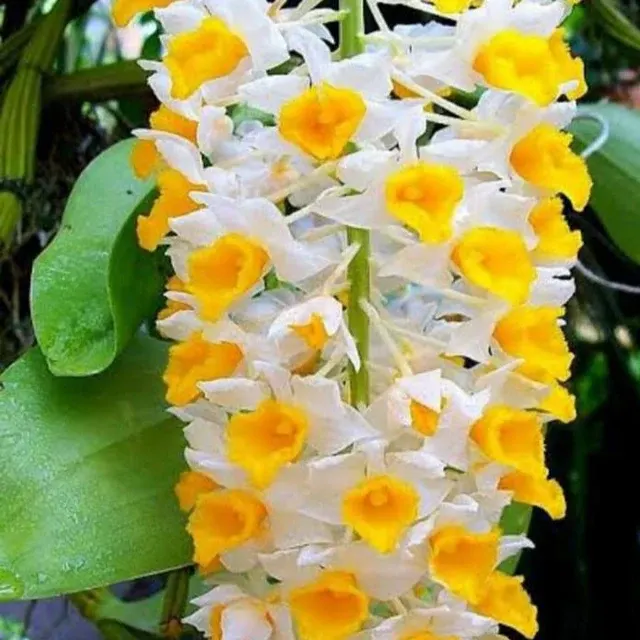 Dendrobium thrysoflorum (Dendrobium)
