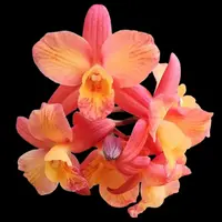 [Bare-root] #CA# #Mini Cat# Cattleya Tangerine Fire 'Mini-Sun' [2.8 BS][Aug in stock 26]