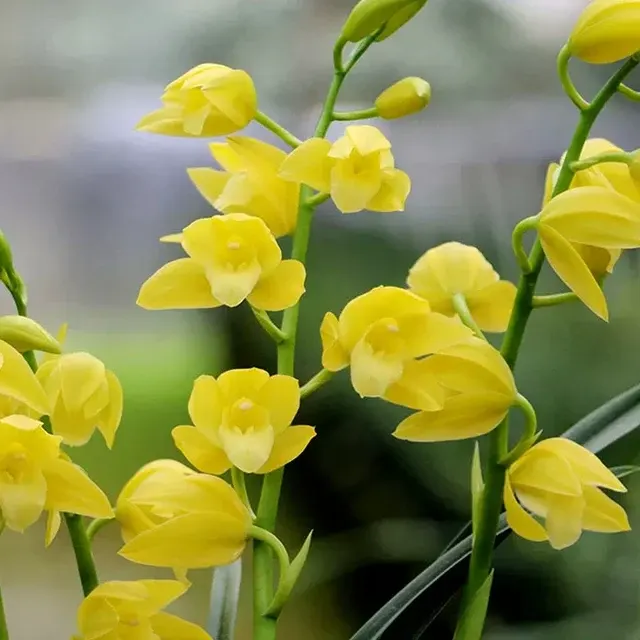 Cymbidium Golden Age (Cymbidium)