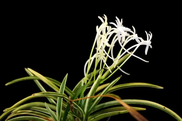 Vanda falcata 'GOJOUFUKURIN' (Vanda)