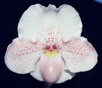 Paphiopedilum Promises Promises ‘Pretty in Pink’
