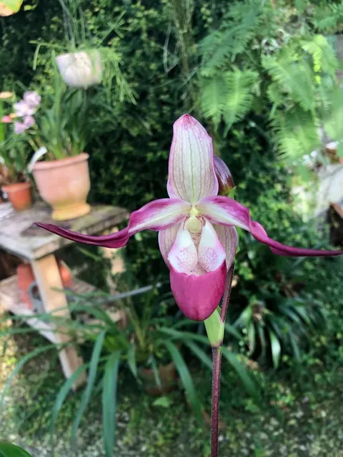 Phragmipedium LEMOINIERIANUM