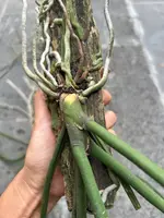 Paraphalaenopsis laycockii