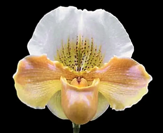 Paphiopedilum Valerie Tonkin 'Eureka'