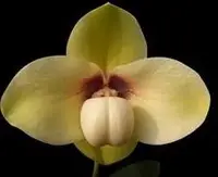 Paphiopedilum hangianum. (Summer Wine x Huge)