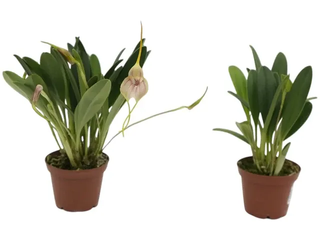 Masdevallia monicana (Masdevallia)