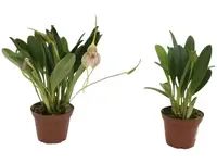 Masdevallia monicana (Big)