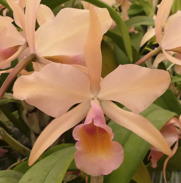 Brassolaeliocattleya Verdant Venture 'Odoms 1' (Brassolaeliocattleya)
